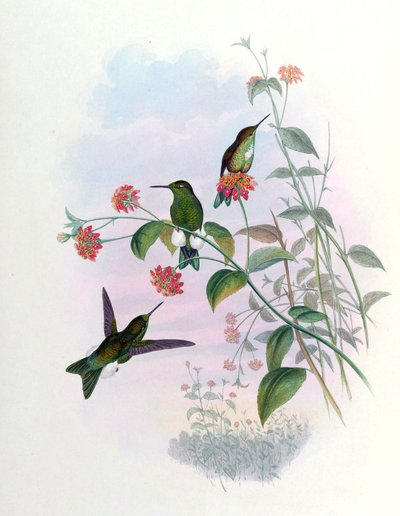 Eriocnemis aline - John Gould